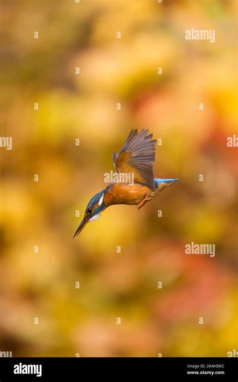 Common Kingfisher Alcedo Atthis Adult Female Flying About To Dive