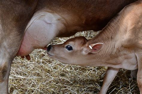 16 enfermedades zoonóticas de vacas zoonosis bovina GenV 2023