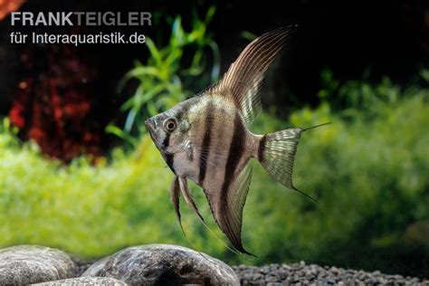 Schwarzblauer Skalar Pterophyllum Scalare Tiere Zierfische Barsche