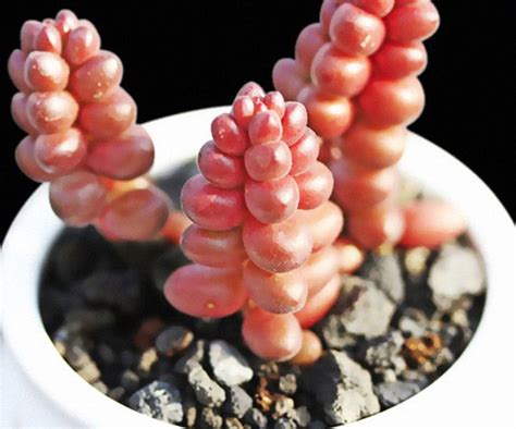 Unusual Succulents Plants | Lipstick Alley