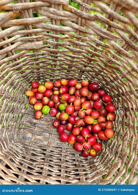 Coffee picking in Colombia stock image. Image of picking - 273580697