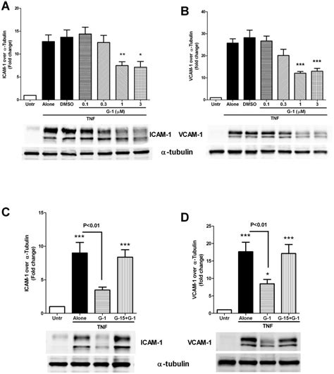 A And B Confluent HUVEC Monolayers Were Pre Treated With The