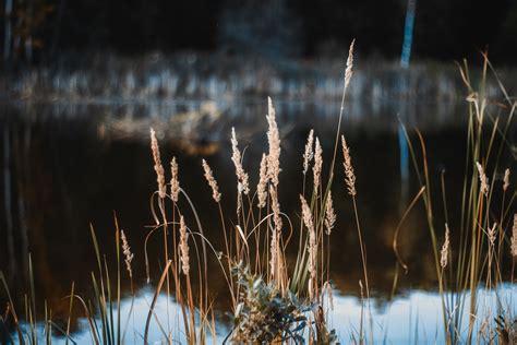 Free Images Tree Water Nature Forest Branch Winter Light Plant