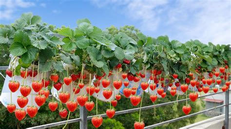 Dream Strawberry Garden Simple And Easy Strawberry Growing Big Sweet