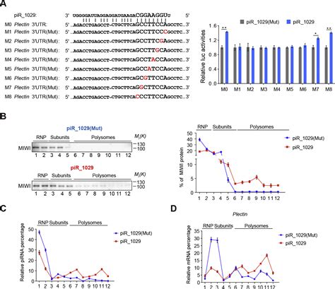 A Translation Activating Function Of Miwi Pirna During Mouse