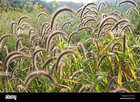Foxtail Plant Scientific Name