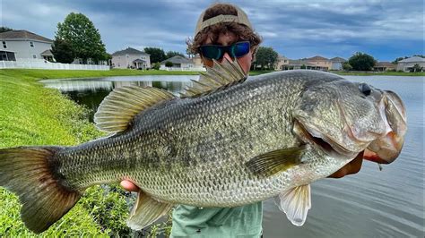 Catching Monster Bass In Small Ponds Florida Fishing Youtube