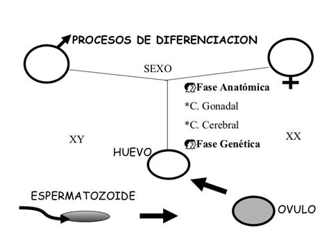 Sexologia Definición Y Concepto