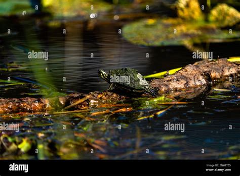 Black painted turtle hi-res stock photography and images - Alamy
