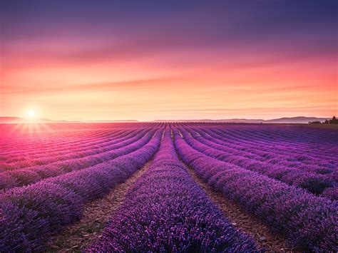 Lavender fields at sunset. Provence | Stefano Orazzini