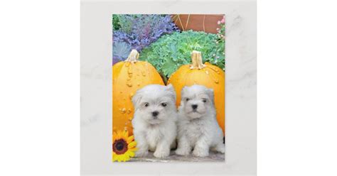 Thanksgiving Maltese Puppies Holiday Postcard Zazzle