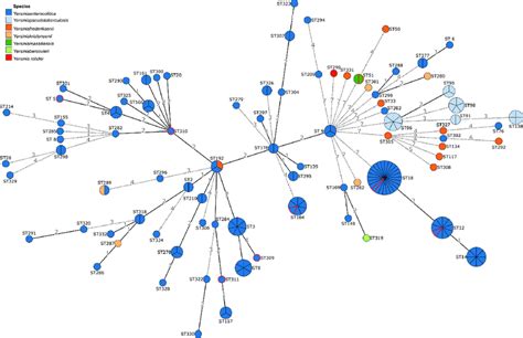 Minimal Spanning Tree Based On Mlst Showing The Branch Distances Of