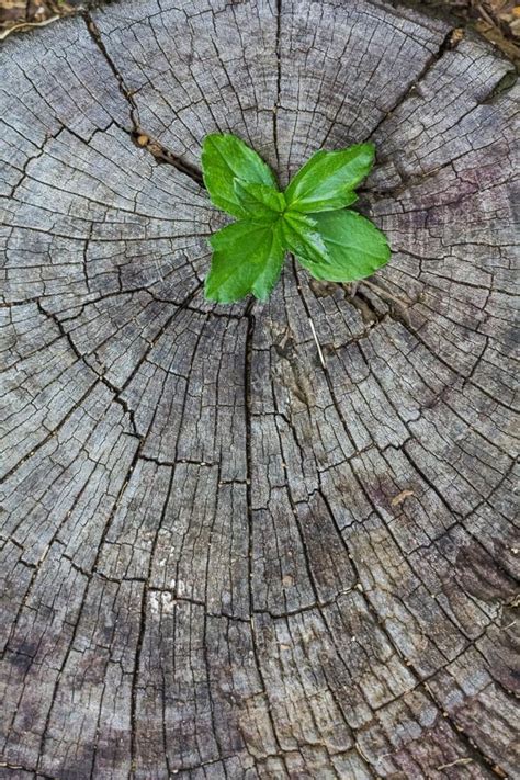 Planta Que Crece De Un Tronco De Rbol