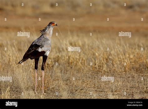 Secretary Bird Sagittarius Serpentarius Sagittarius Serpentarius