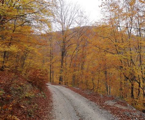 Serbian poetry | knjigoljupci