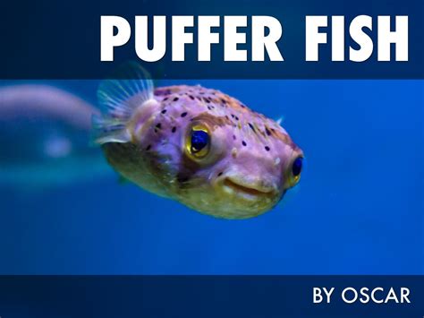 Puffer Fish by Melissa Pederson