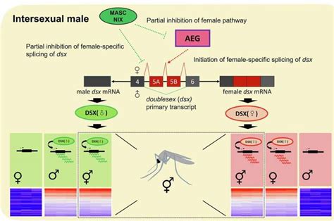 Genetic Breeding Offers New Method For Mosquito Population Control