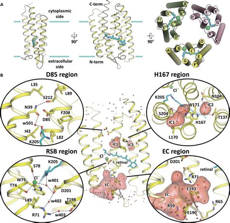 Structural Insights Into Light Driven Anion Pumping In Cyanobacteria