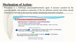 Pilocarpine use in glaucoma | PPT | Free Download