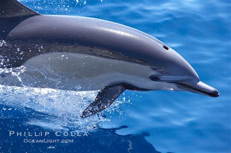 Common dolphin, Isla Guadalupe, Mexico, Delphinus delphis, Guadalupe Island, Baja California