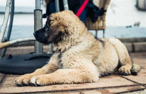 Adopting A Rescue Dog Heres What To Know About Pet Insurance New