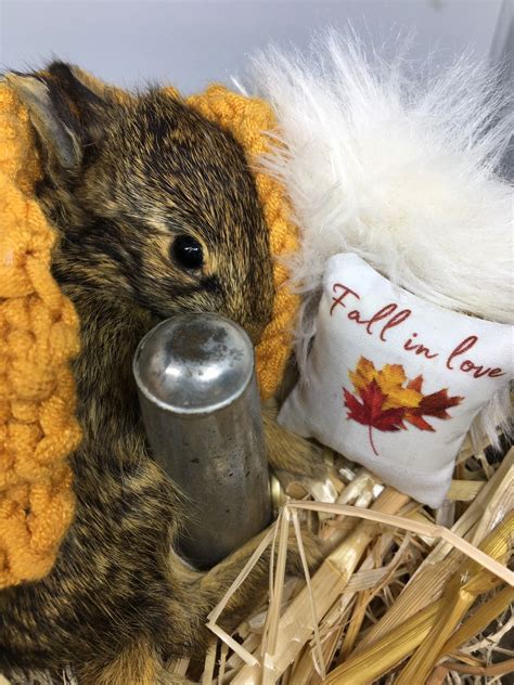 Taxidermy Rabbit Taxidermy Bunny Taxidermy Baby Etsy