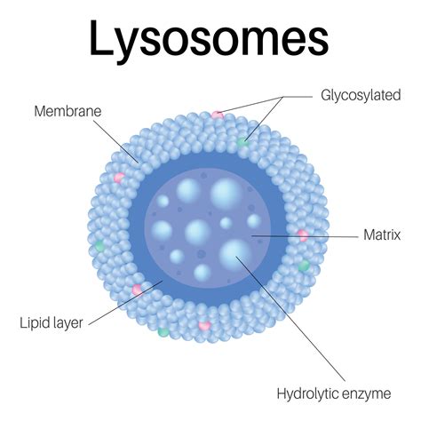 Lysosomes are membrane-enclosed organelles. Lysosomes in cell. 8143455 ...
