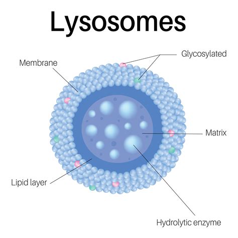 Lysosomes Are Membrane Enclosed Organelles Lysosomes In Cell 8143455 Vector Art At Vecteezy