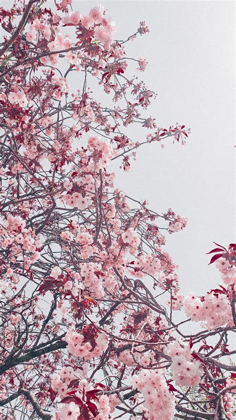 Cherry Blossom Tree Aesthetic Wallpaper