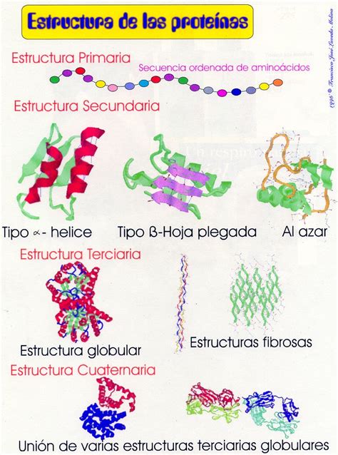 IMPORTANCIA DE LAS PROTEINAS EN LA NUTRICION: ESTRUCTURA DE LAS PROTEINAS