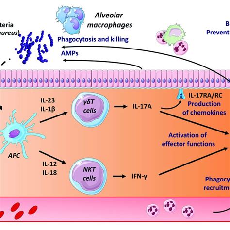 Mode Of Activation And Role Of Unconventional T Cells During