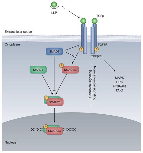 Cells Free Full Text TGFβ and the Tumor Microenvironment in