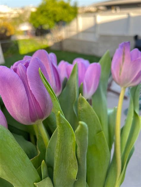 Purple Tulips In 2024 Purple Tulips Flower Aesthetic Tulips