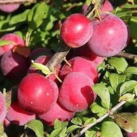 Cloud Farm Exotic Live Grafted Plum Aalu Bukhara Aloo Bukhara