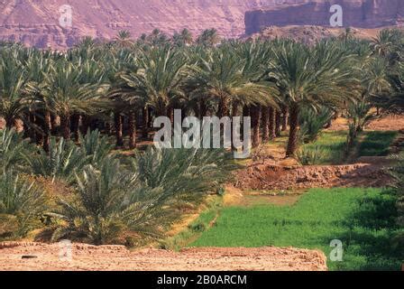 Saudi Arabia, Al-Ula date palm trees in the oasis and old houses Stock ...