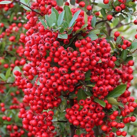 Red Berries Are Growing On The Branch Of A Tree