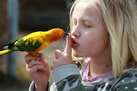 Why Do Parrots Mimic Human Speech Science ABC