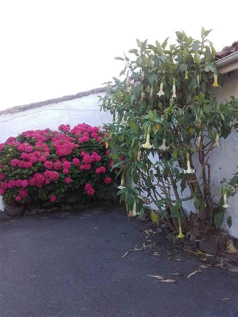 Caminos Y Senderos Españoles Tiempo De Hortensias En RanÓn Asturias