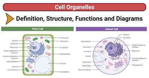 Structure And Function Of The Animal Cell Explained 42 Off