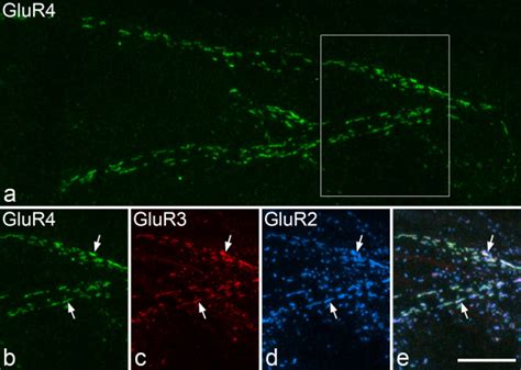 Immunostaining For Glur2 Glur3 And Glur4 In Lamina I A A Confocal