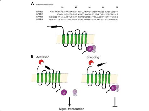 Proteolytic Par Cleavage A N Terminal Sequences Of Human Pars Par