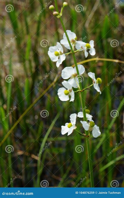 White Swamp Flowers In The Marsh Stock Image Image Of Lake Gulf