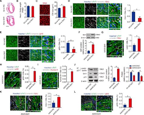 Sirt1 Drives Cm Proliferation In Vivo A Masson Staining Of Sagittal Download Scientific