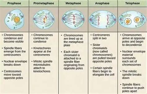 Metaphase Stages