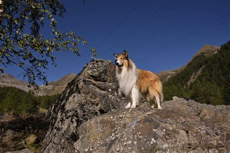 Photo Du Film Lassie Ein Neues Abenteuer Photo 5 Sur 48 Allociné