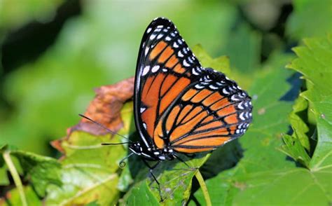 Lepidoptera - Butterflies, Moths | Wildlife Journal Junior