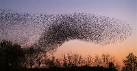 How To Spot A Starling Murmuration Natural History Museum