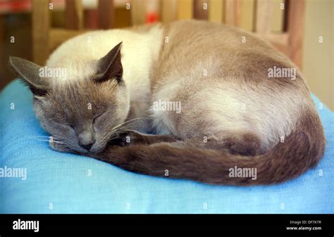 Sleeping Siamese Cat Hi Res Stock Photography And Images Alamy