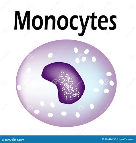 The Structure Of The Monocyte. Monocytes Blood Cell. Macrophage. White ...