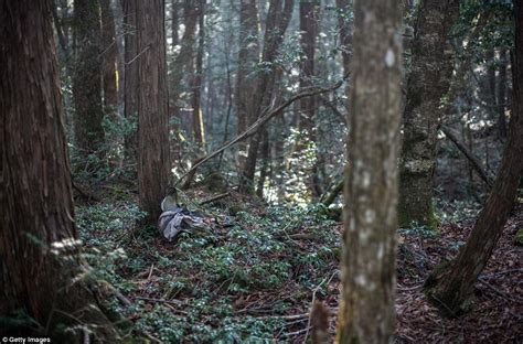 Haunting Images From Inside Japan S Suicide Forest Daily Mail Online